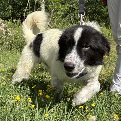 Kodak, an adopted Mixed Breed in Lansing, MI image 3/3