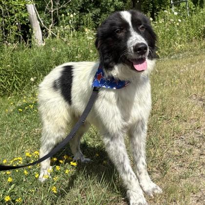 Kodak, adopted, Young Male Mixed Breed.