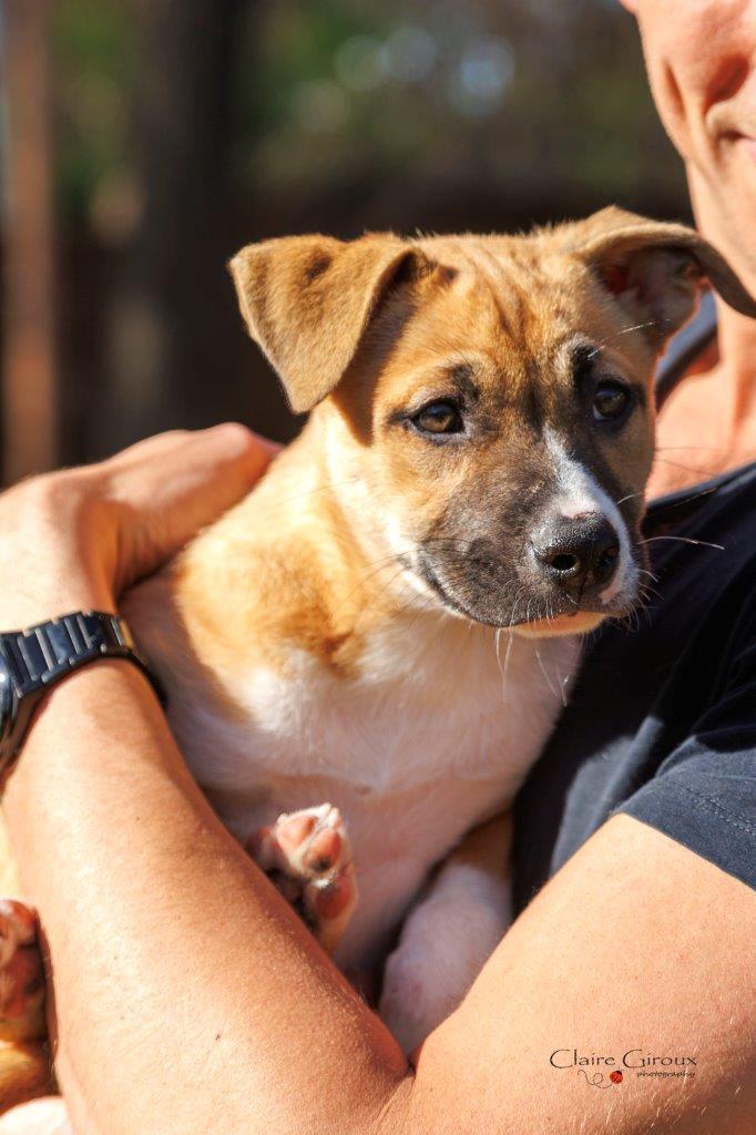 Enlarge Leena, a Adoptable Mixed Breed in Carrollton, TX image 1/2