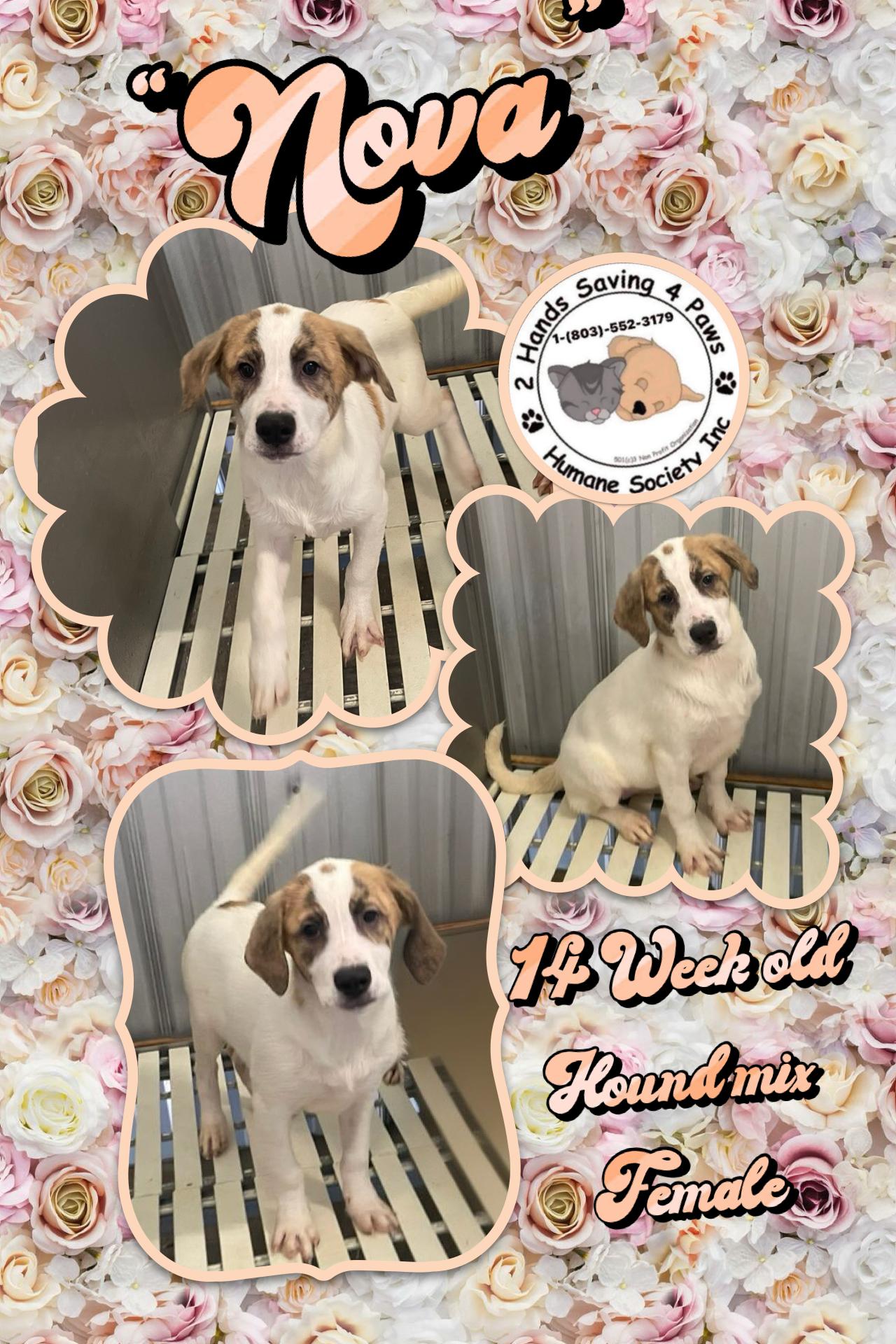 Nova, Adoptable, Puppy Female Hound.