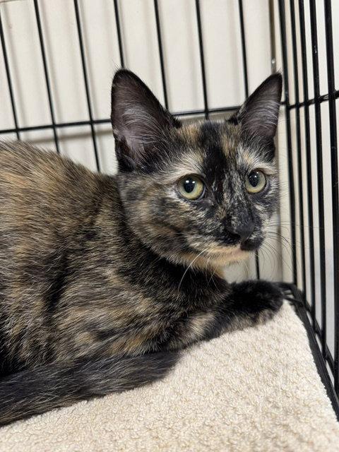 Ring, Adoptable, Kitten Female Domestic Short Hair.