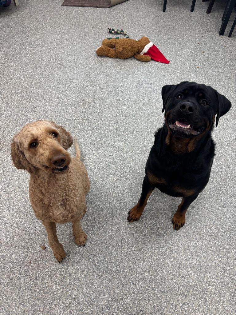 Enlarge Marley, a Adopted Labrador Retriever in Findlay, OH image 1/4