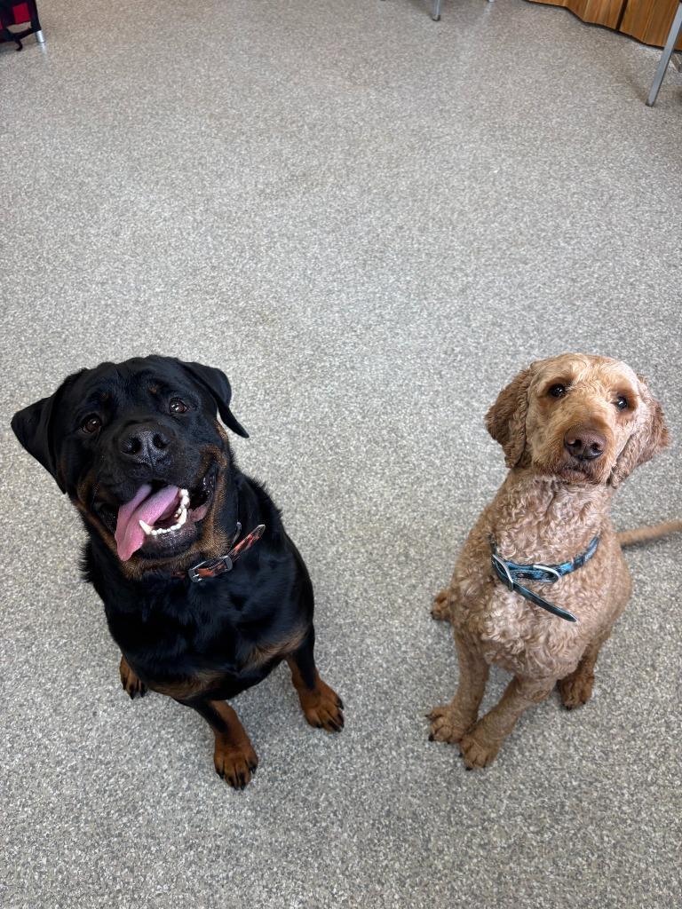 Enlarge Marley, a Adopted Labrador Retriever in Findlay, OH image 3/4