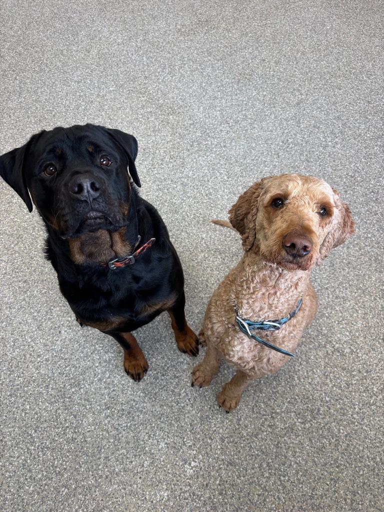 Enlarge Marley, a Adopted Labrador Retriever in Findlay, OH image 4/4