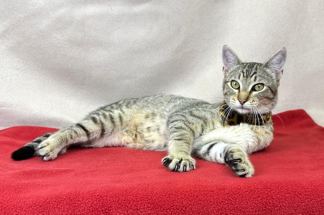 Max, ADOPTABLE, Kitten Male Domestic Short Hair.