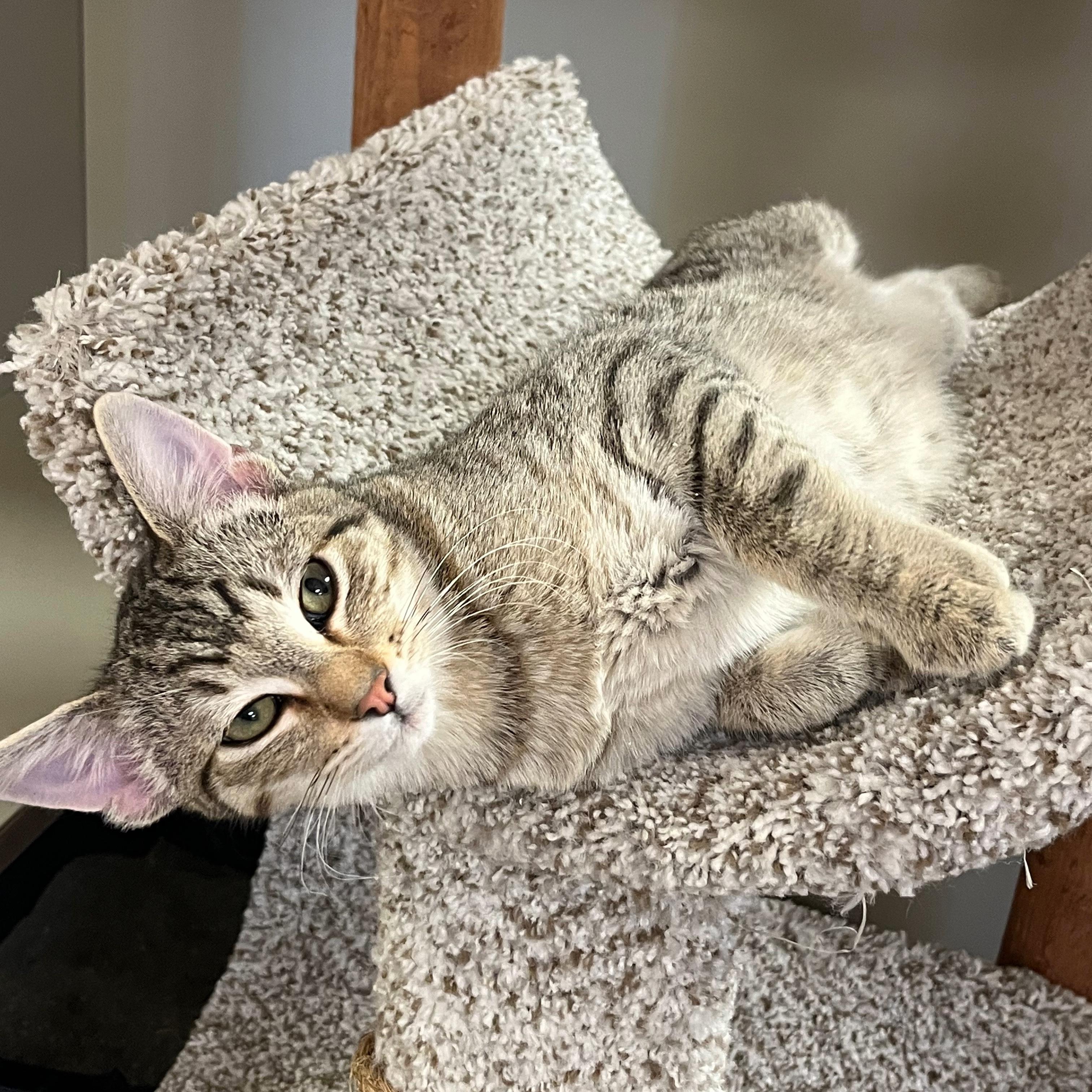 Max, ADOPTABLE, Kitten Male Domestic Short Hair.