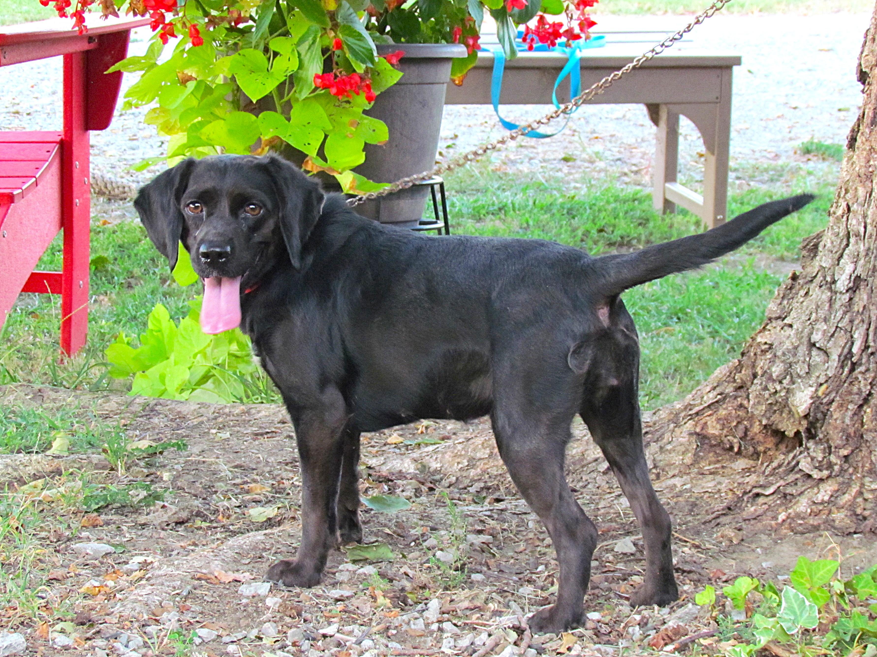 Enlarge MOLLY, an adoptable mixed breed in Southington, CT image 2/6