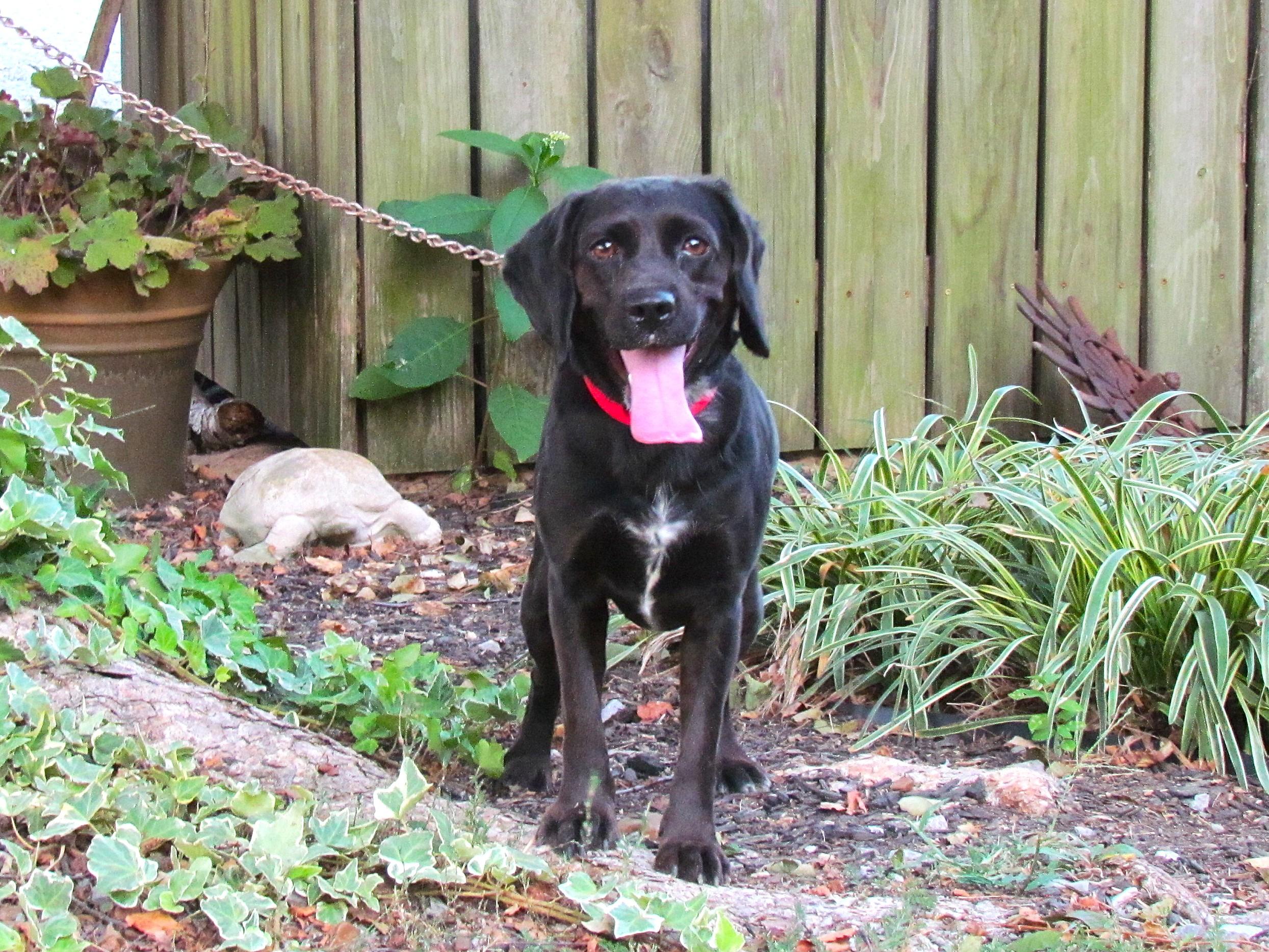 Enlarge MOLLY, an adoptable mixed breed in Southington, CT image 4/6