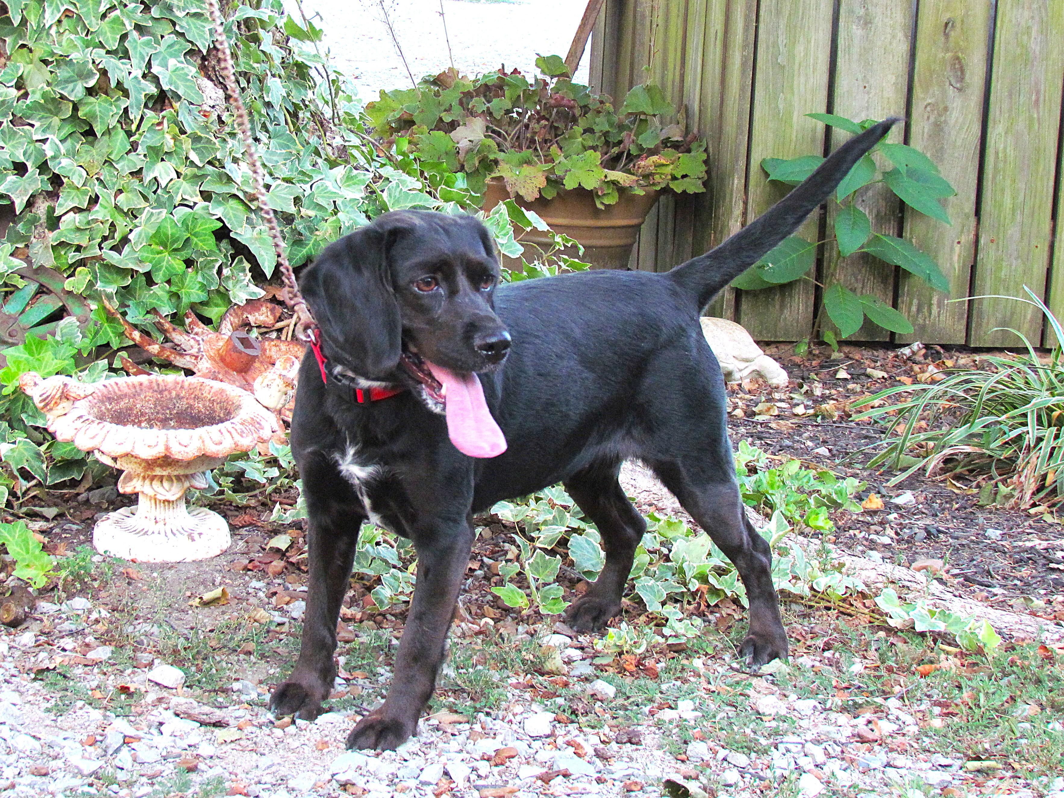 Enlarge MOLLY, an adoptable mixed breed in Southington, CT image 6/6
