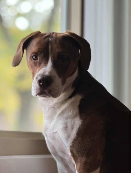 Enlarge Cameron, a Adoptable mixed breed in Lincoln, NE image 2/3