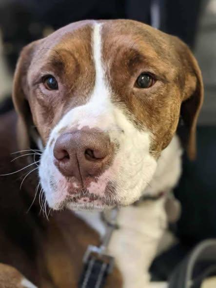 Enlarge Cameron, a Adoptable mixed breed in Lincoln, NE image 3/3