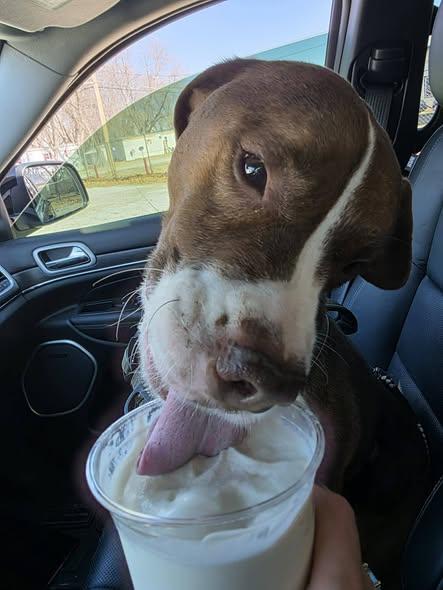 Enlarge Cameron, a Adoptable mixed breed in Lincoln, NE image 1/3