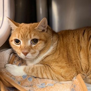 LEROY JETHRO GIBBS, Adoptable, Senior Male Domestic Short Hair.