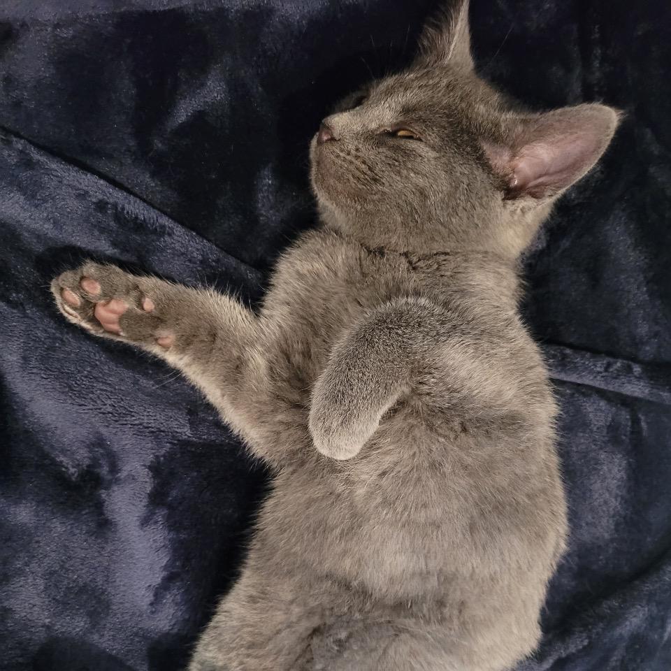 Lakeview Blue, Adoptable, Kitten Male Russian Blue.