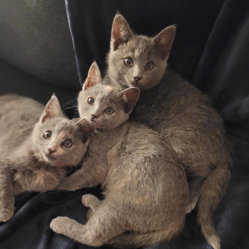 Enlarge Lakeview Blue, a Adoptable mixed breed in Milton, FL image 3/5