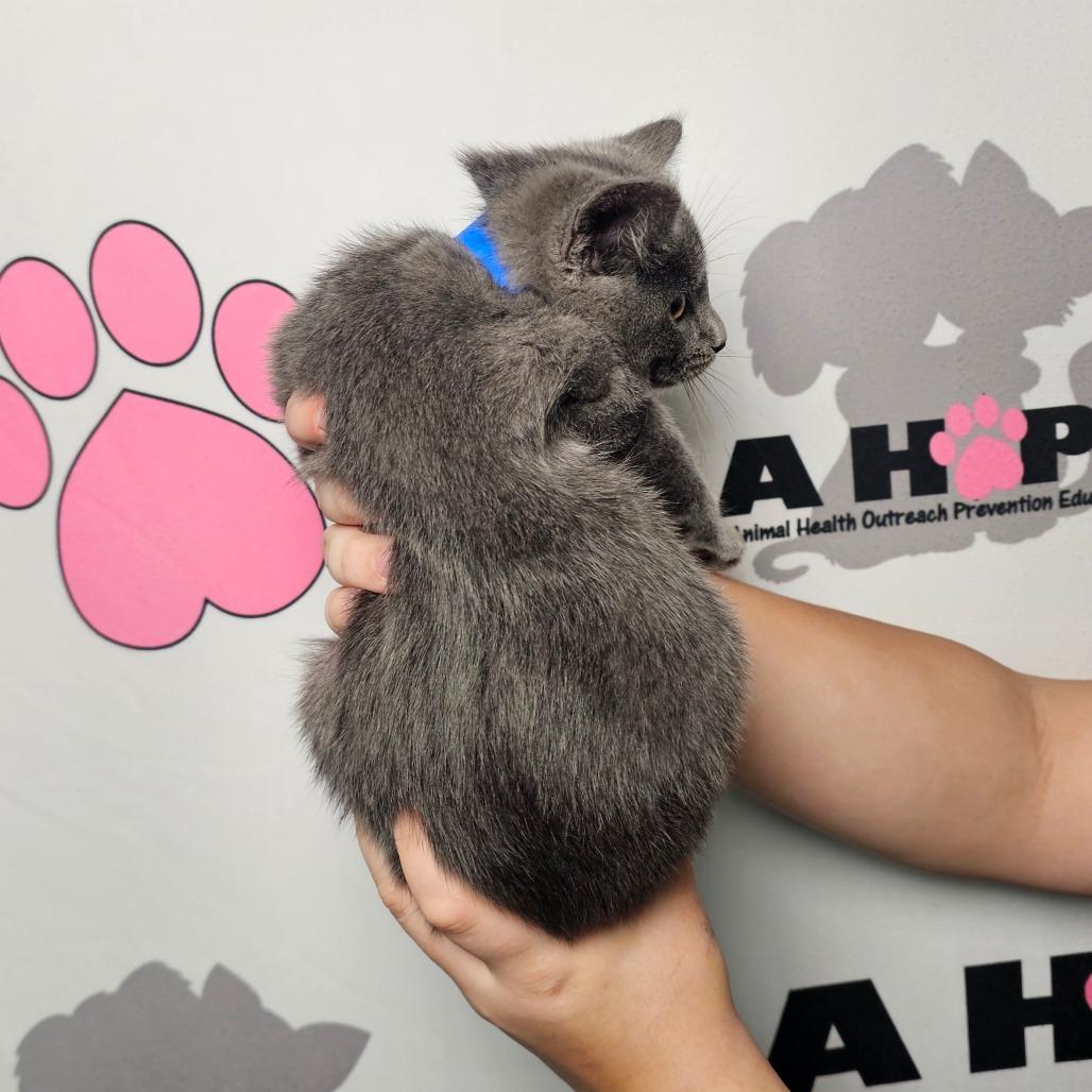 Enlarge Lakeview Blue, a Adoptable mixed breed in Milton, FL image 4/5