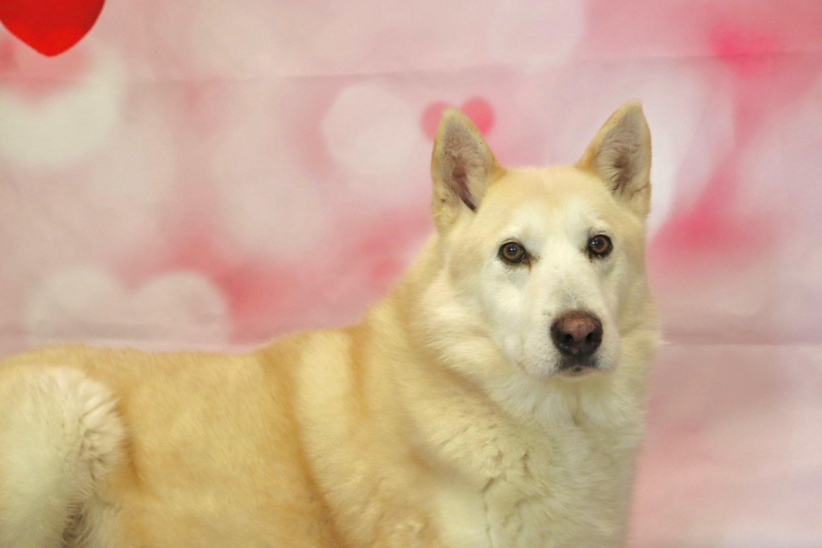 Enlarge Polar Bear, a Adopted mixed breed in Appin, ON image 1/2