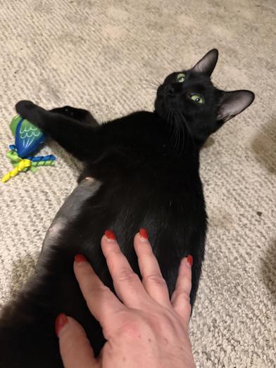 Enlarge Ava, a Adoptable mixed breed in NASHUA, NH image 5/6
