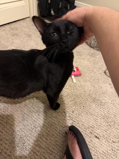 Ava, Adoptable, Young Female Bombay & Domestic Short Hair.