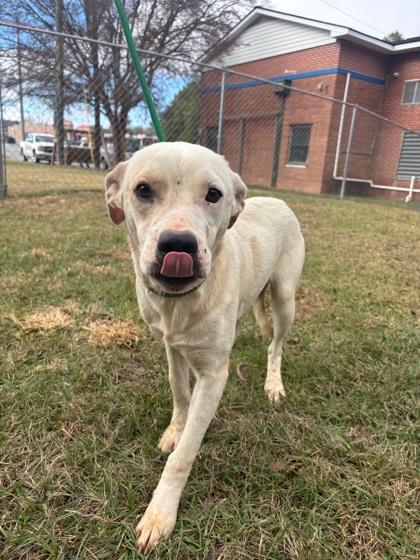 Enlarge Sigmond, a Adoptable mixed breed in Moultrie, GA image 1/1