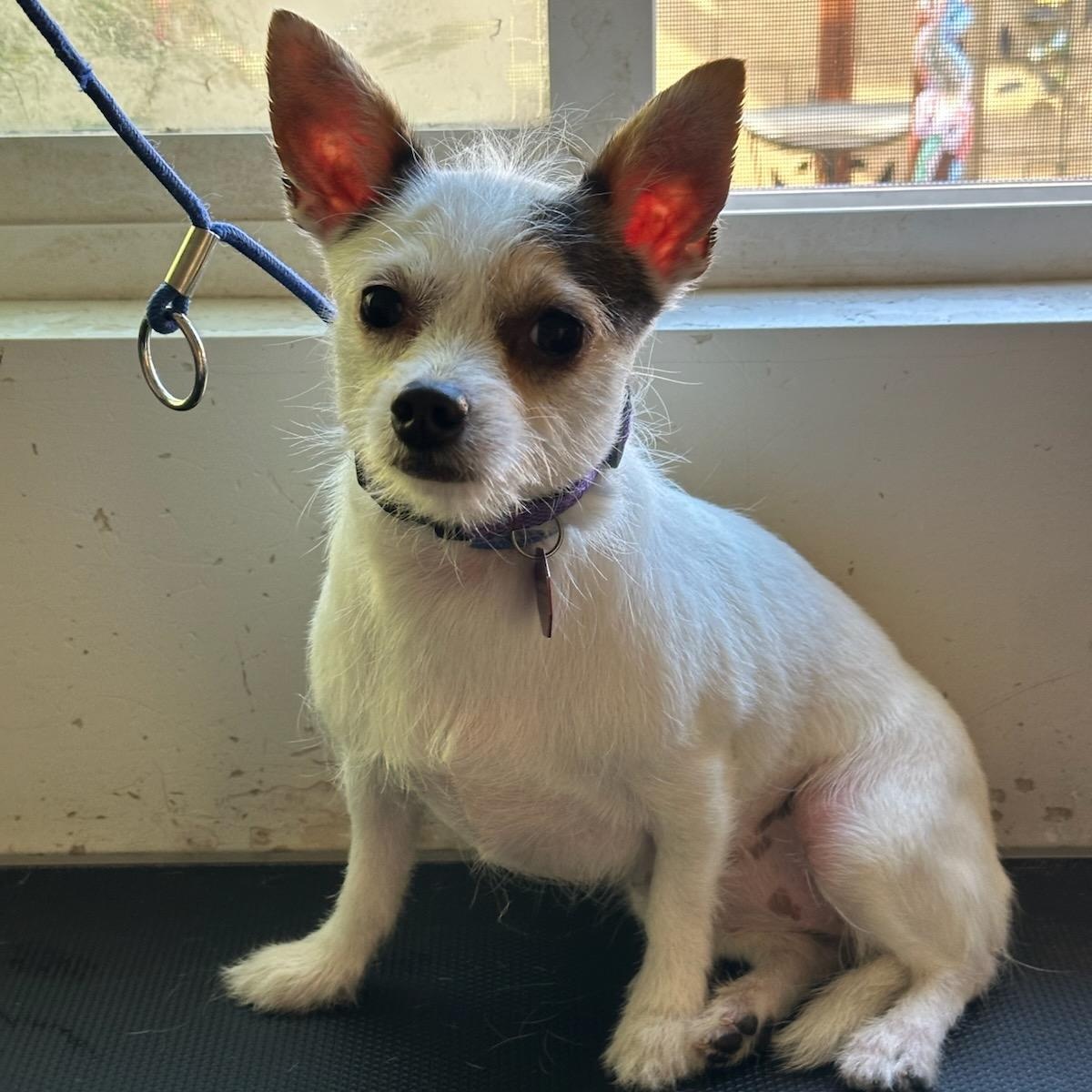 Millie, ADOPTABLE, Young Female Terrier & Chihuahua.