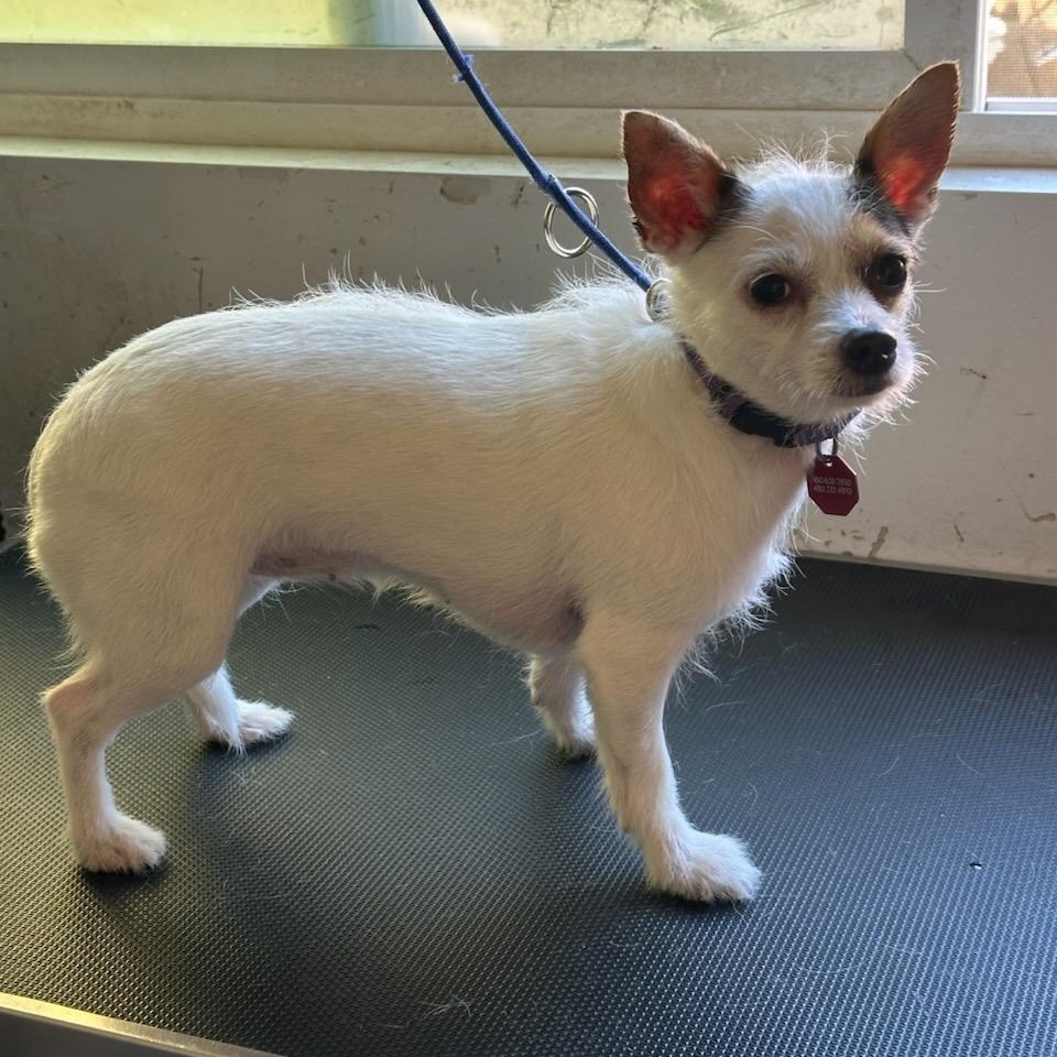 Enlarge Millie, a ADOPTABLE mixed breed in Phoenix, AZ image 3/3