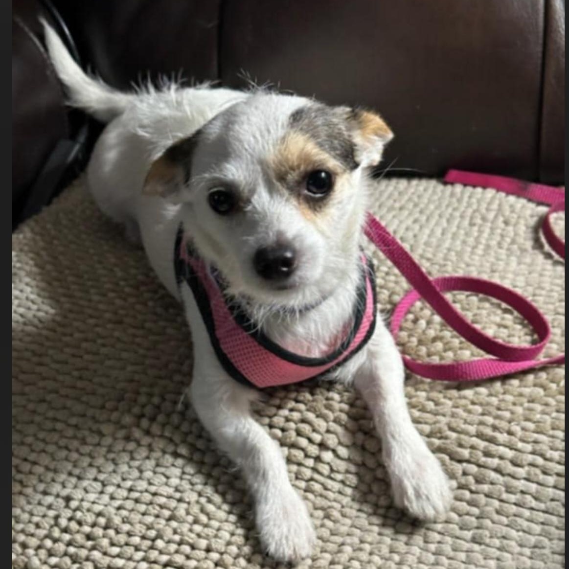 Enlarge Millie, a ADOPTABLE mixed breed in Phoenix, AZ image 2/3