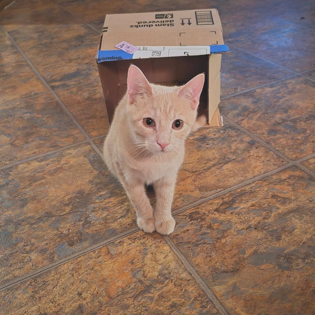 Casper, Adoptable, Young Male Domestic Long Hair.