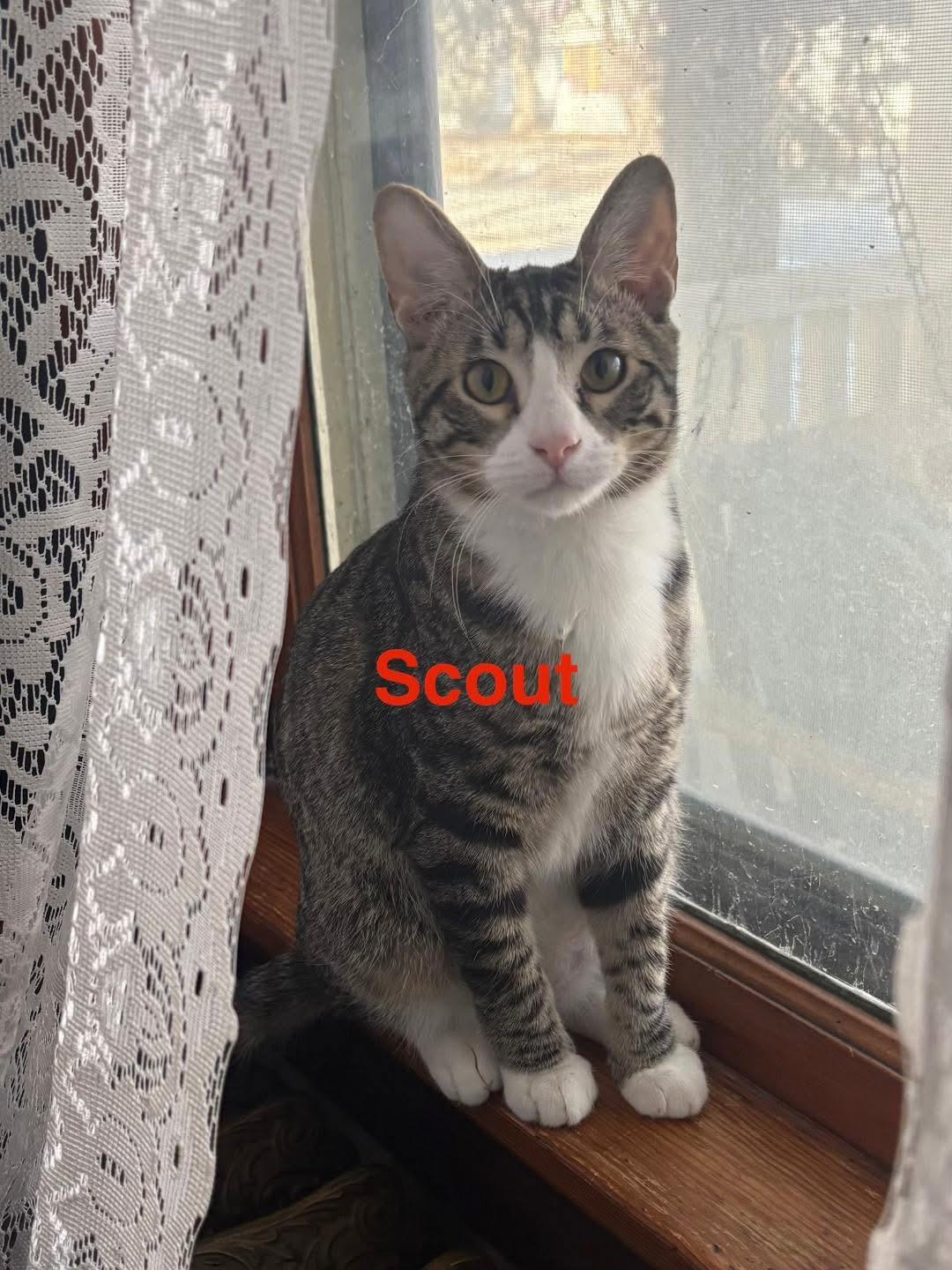Scout, Adoptable, Young Male Domestic Short Hair.