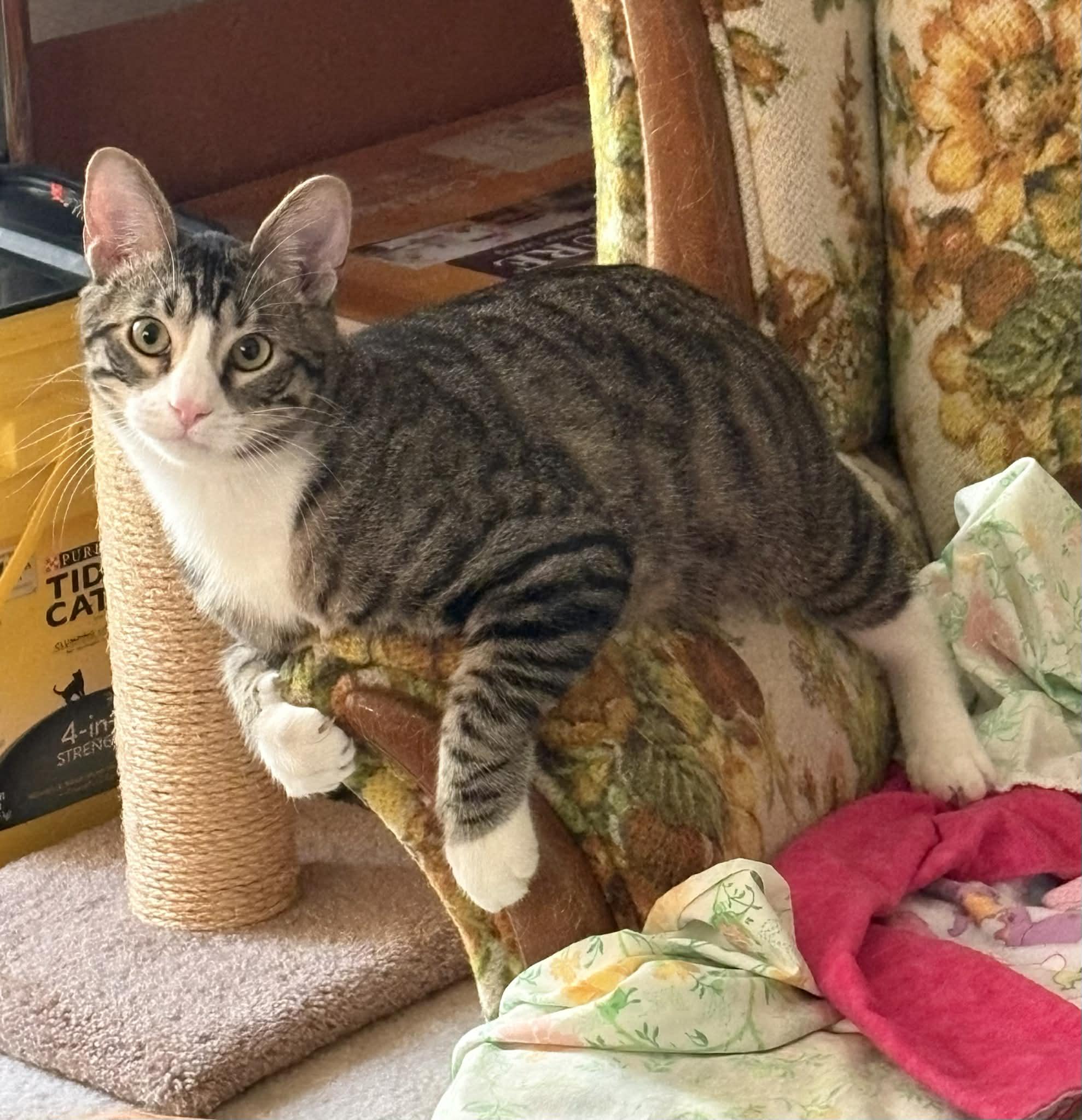 Scout, Adoptable, Young Male Domestic Short Hair.