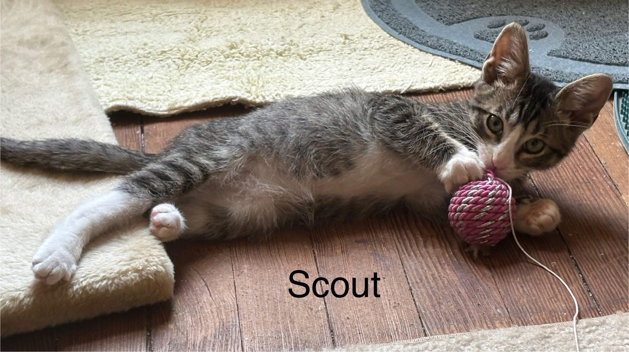 Enlarge Scout, a Adoptable Domestic Short Hair in Manhattan, KS image 1/1