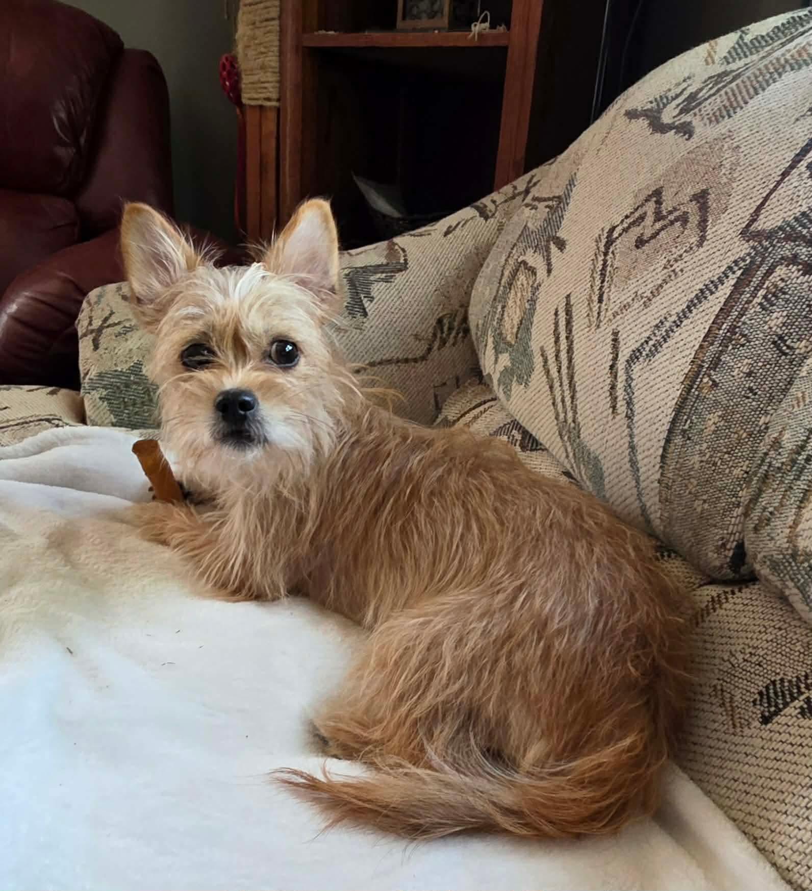Willow, a ADOPTABLE Wirehaired Terrier in Byron, IL image 4/6