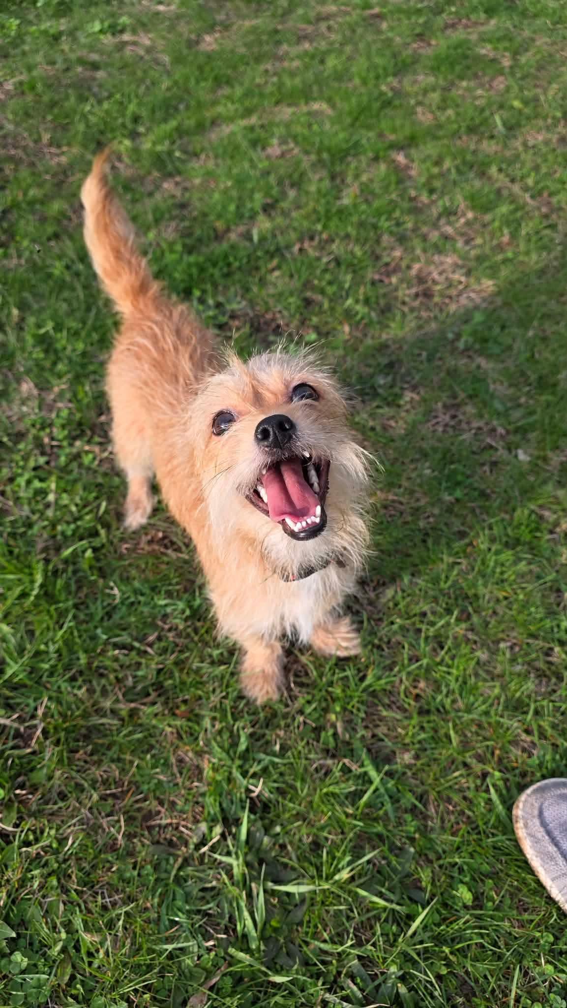 Willow, a ADOPTABLE Wirehaired Terrier in Byron, IL image 3/6
