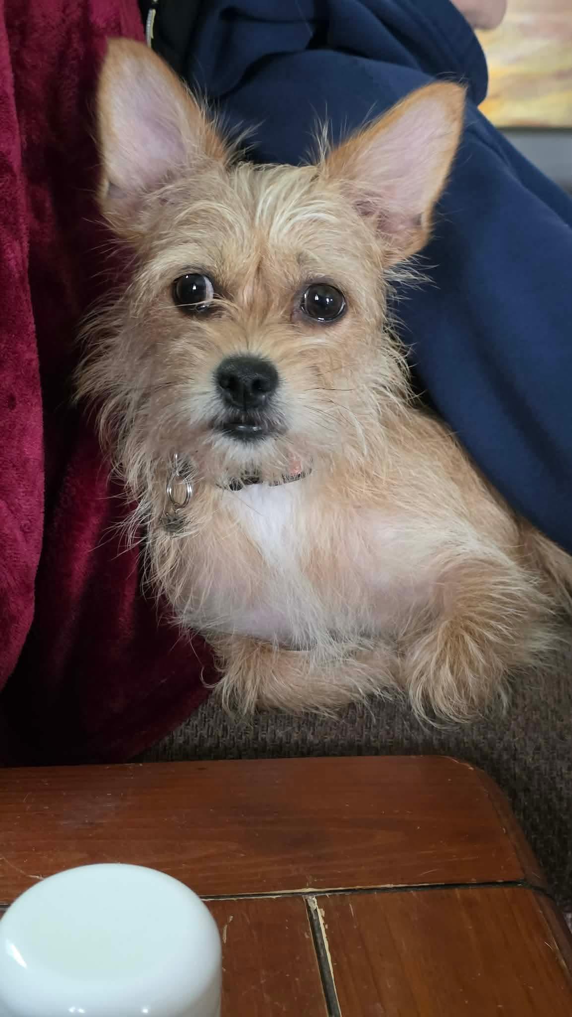 Willow, a ADOPTABLE Wirehaired Terrier in Byron, IL image 5/6