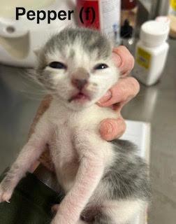 Enlarge Pepper, a Adoptable Domestic Short Hair in Saugerties, NY image 1/1