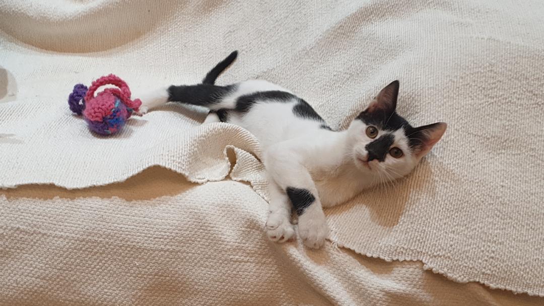 Enlarge Smudgey – Playful Kittten + Purr Machine, a ADOPTABLE Domestic Short Hair in North York, ON image 2/6