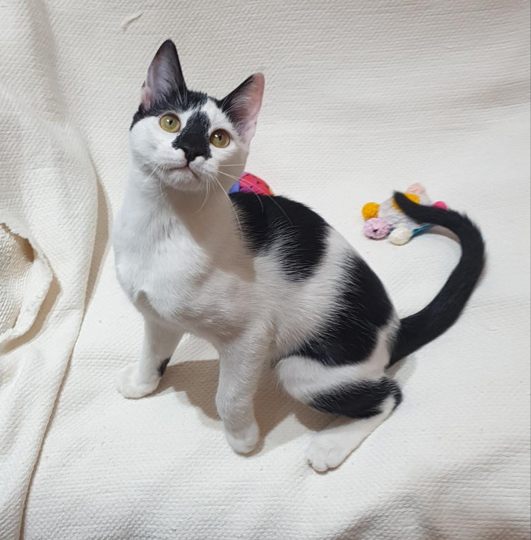 Enlarge Smudgey – Playful Kittten + Purr Machine, a ADOPTABLE Domestic Short Hair in North York, ON image 1/6