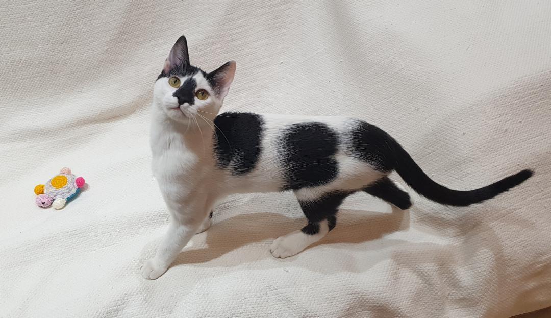 Enlarge Smudgey – Playful Kittten + Purr Machine, a ADOPTABLE Domestic Short Hair in North York, ON image 4/6