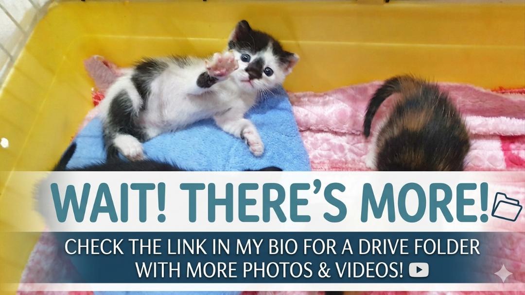 Enlarge Smudgey – Playful Kittten + Purr Machine, a ADOPTABLE Domestic Short Hair in North York, ON image 3/6