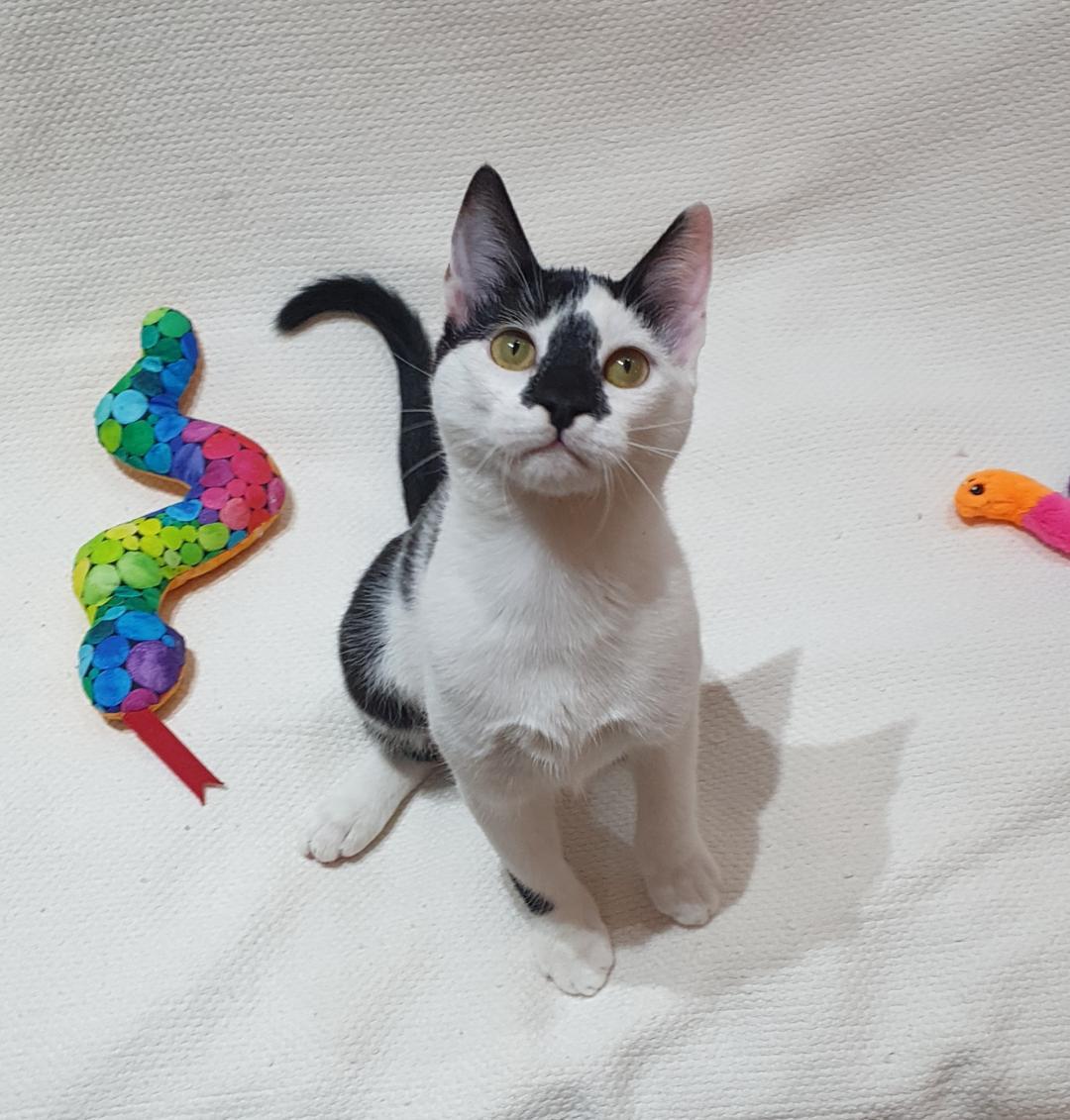 Enlarge Smudgey – Playful Kittten + Purr Machine, a ADOPTABLE Domestic Short Hair in North York, ON image 5/6