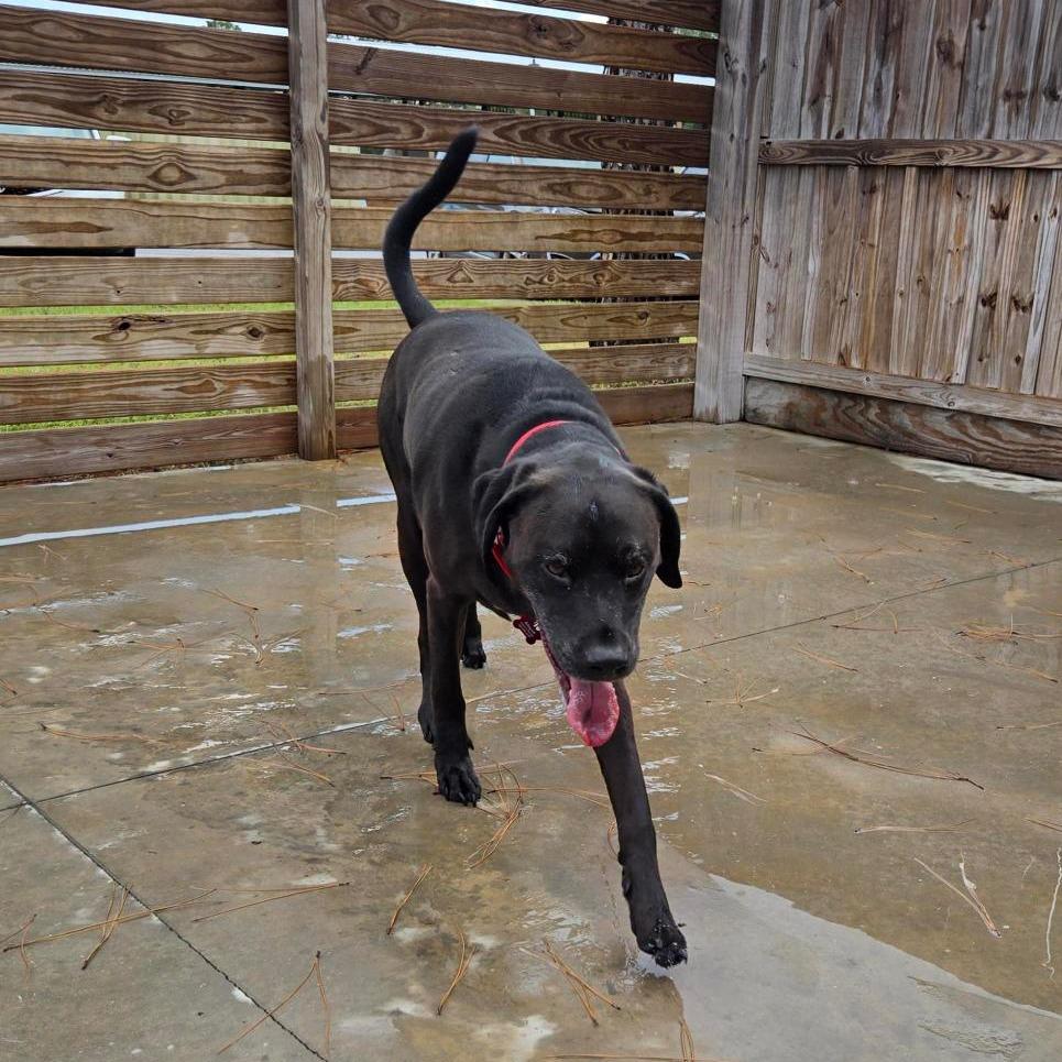 Blue, Adoptable, Adult Male Mastiff & Mixed Breed.