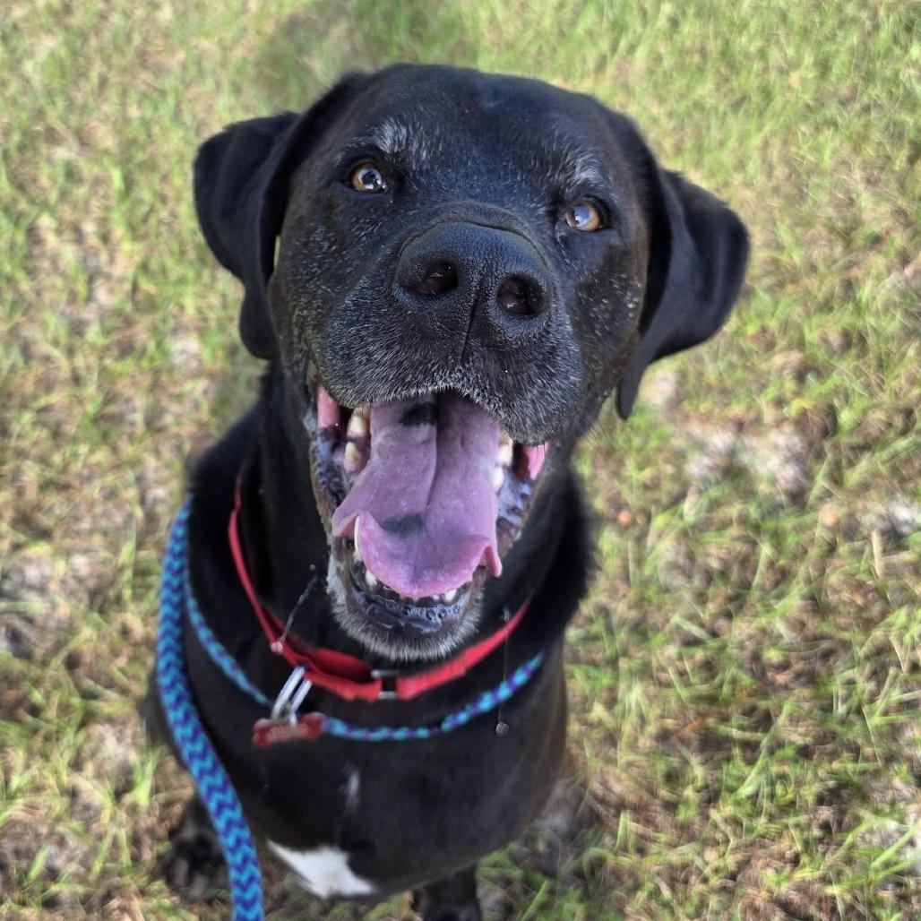 Enlarge Blue, a Adoptable mixed breed in Freeport, FL image 2/6