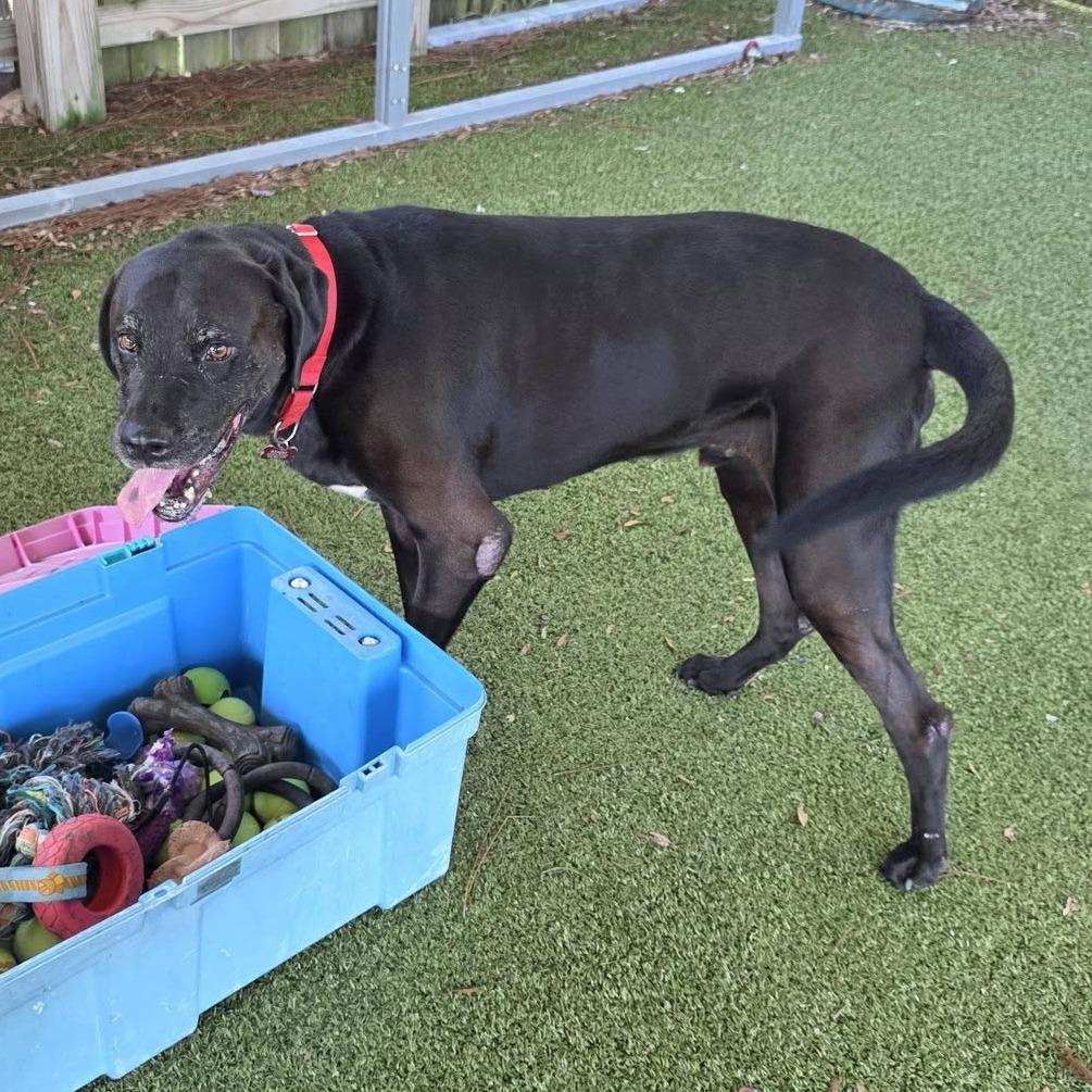Enlarge Blue, a Adoptable mixed breed in Freeport, FL image 4/6