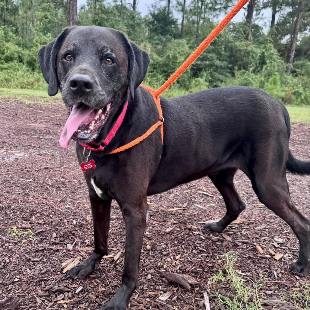 Enlarge Blue, a Adoptable mixed breed in Freeport, FL image 5/6