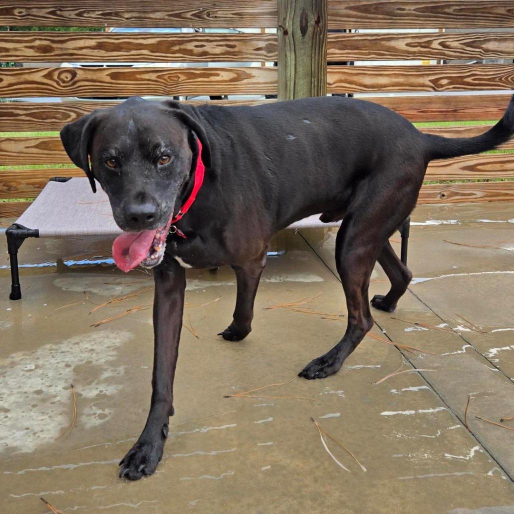 Enlarge Blue, a Adoptable mixed breed in Freeport, FL image 6/6