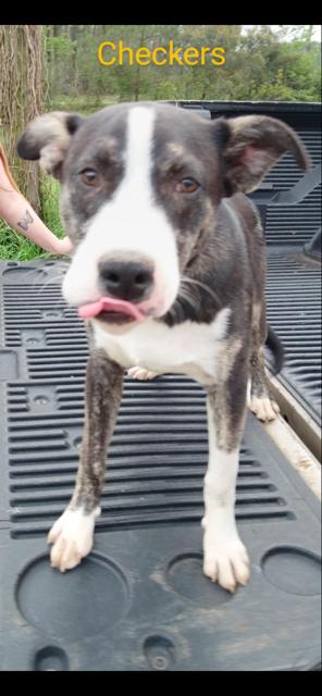 Enlarge Checkers, a Adoptable Mixed Breed in Austin, TX image 2/2