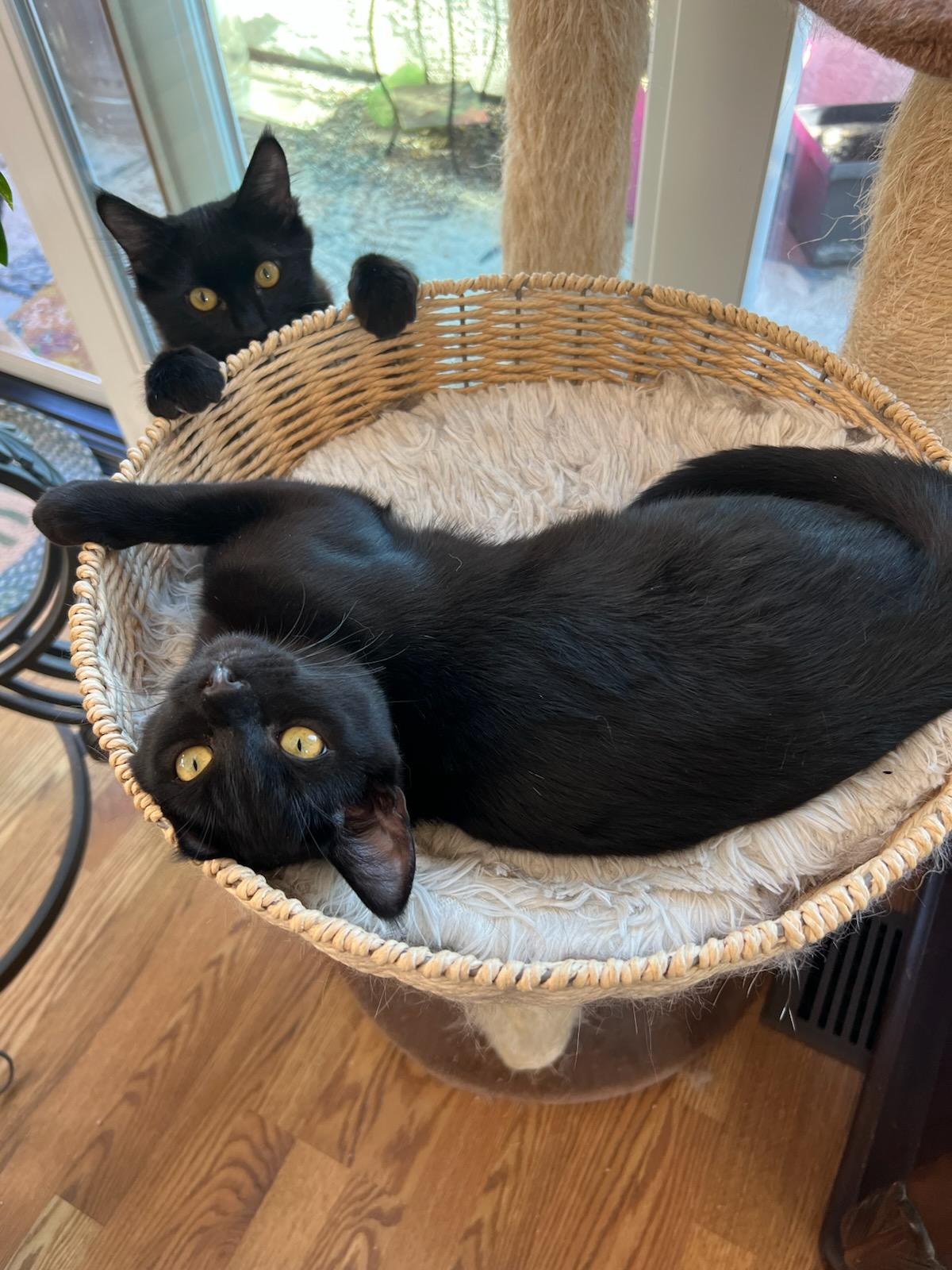 WHISKEY (GOES WITH CHASE), Adoptable, Kitten Male Bombay.