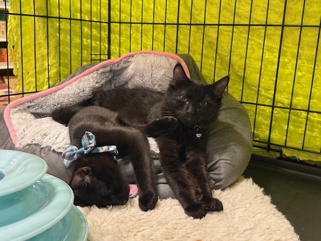 WHISKEY (GOES WITH CHASE), a Adoptable mixed breed in Manhattan Beach, CA image 2/3