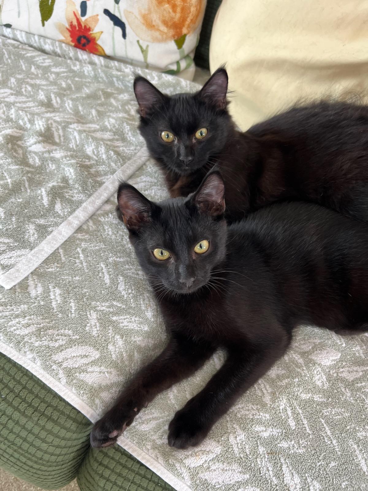 WHISKEY (GOES WITH CHASE), a Adoptable mixed breed in Manhattan Beach, CA image 3/3