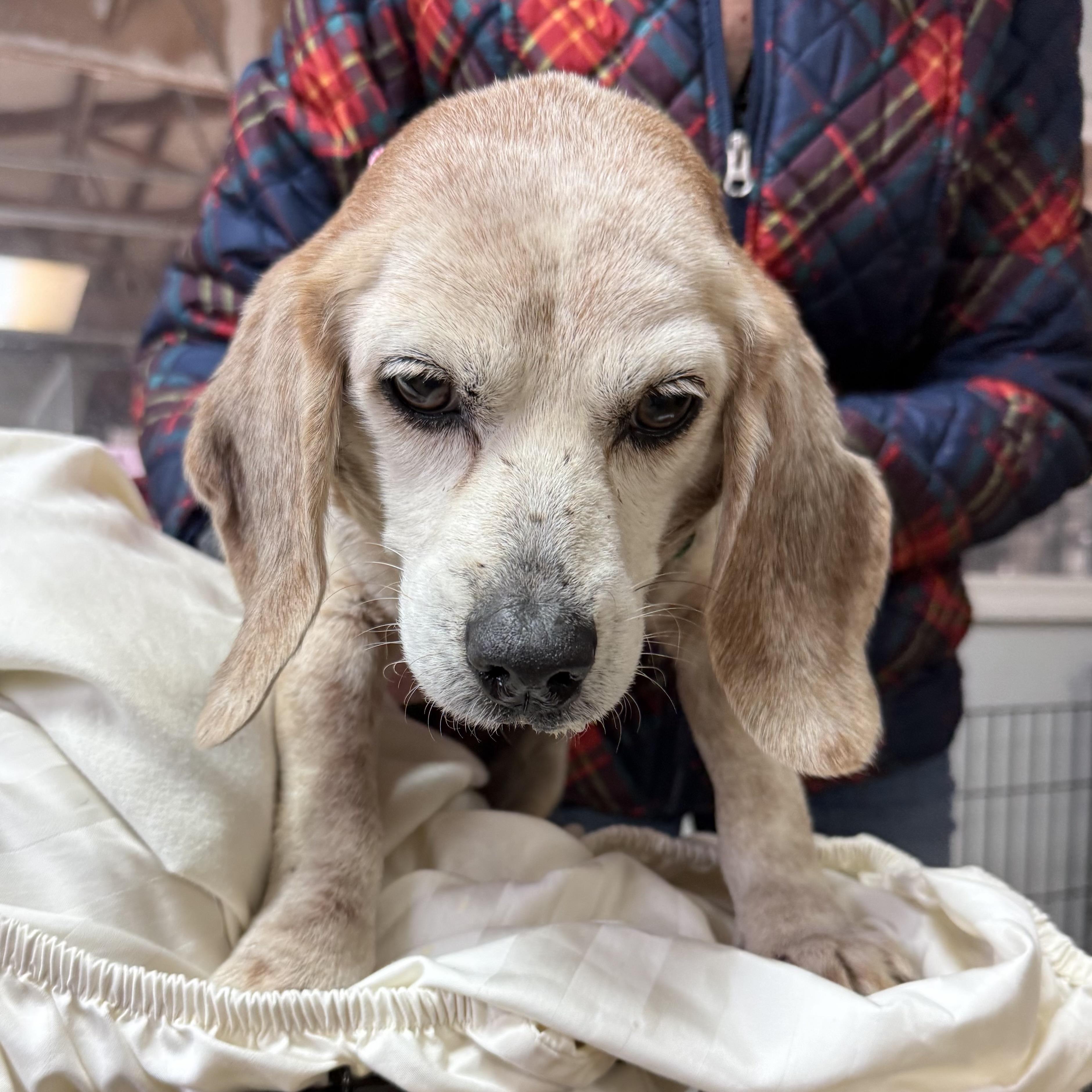 Auggie — thumbnail 2